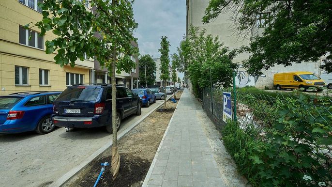 Ponad półtora tysiąca drzew pojawi się w tym roku na łódzkich ulicach. , Fot. Radosław Jóźwiak/UMŁ 